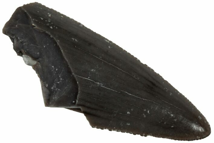 Serrated, Triassic Reptile (Postosuchus?) Tooth - Arizona #231192